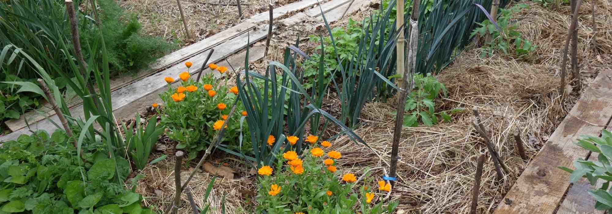 Permaculture: the principle of self-regulation