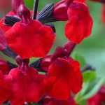 How to grow a bush sage in a pot?