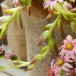How to grow a Sedum in a pot?