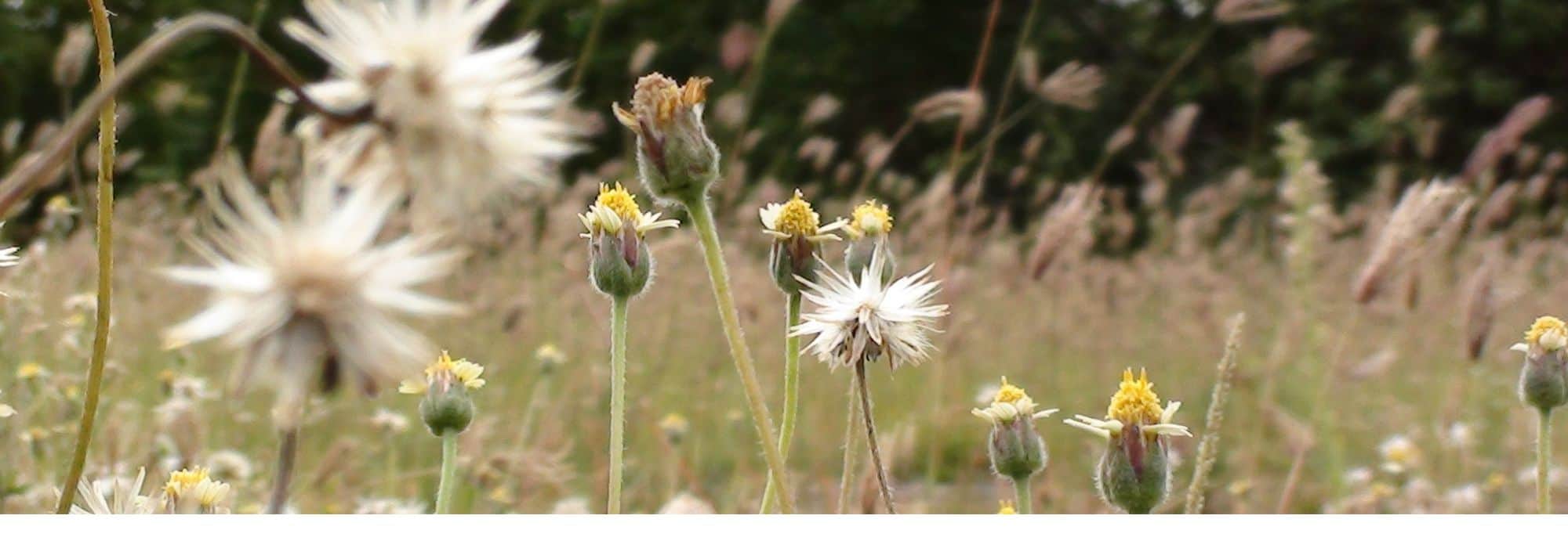 Organic indicator plants: what are they?