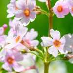 Primroses: the easiest to grow