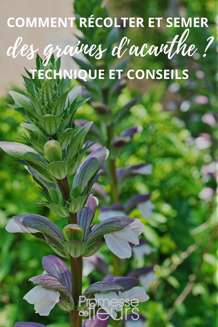 acanthus