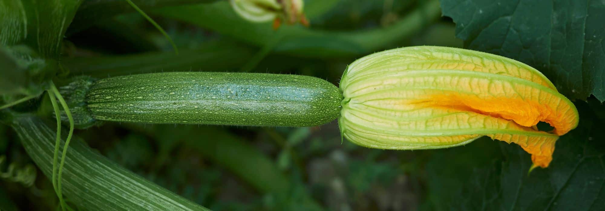 How to choose your courgettes