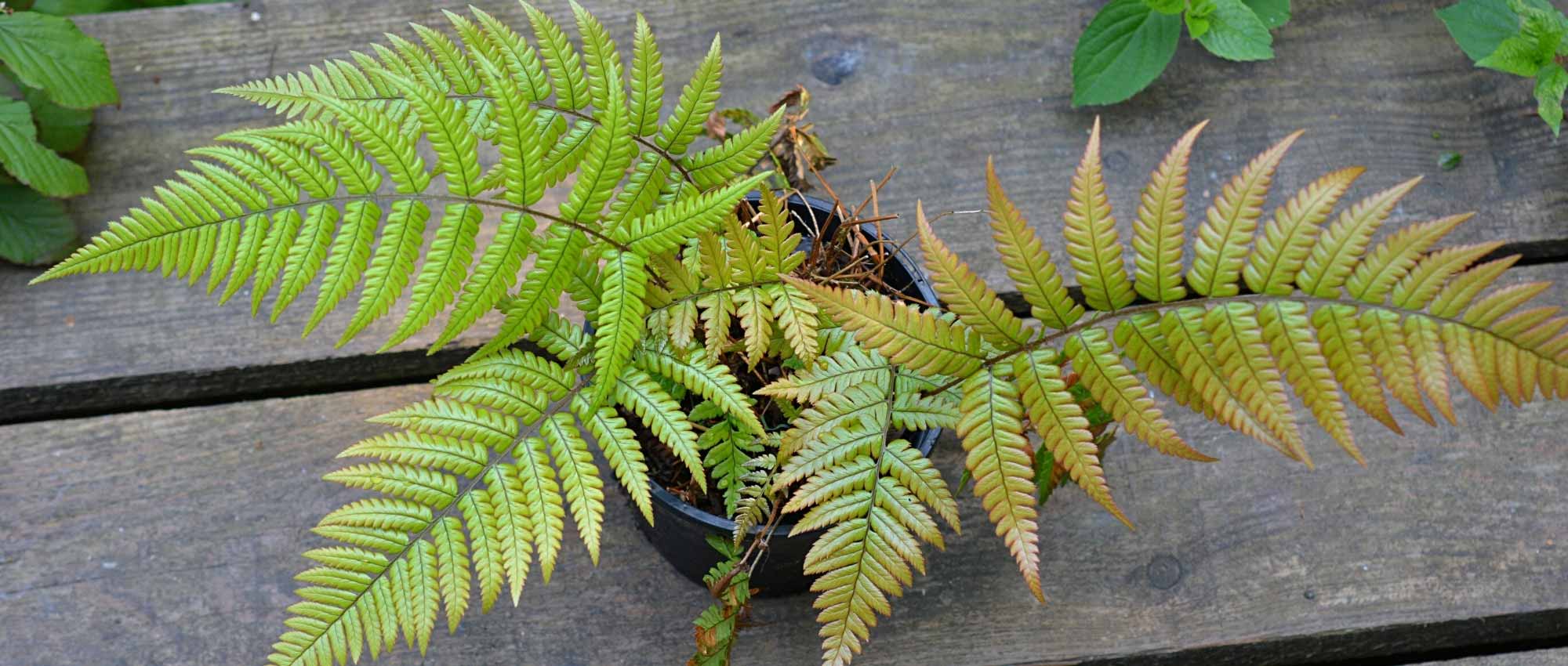 Growing ferns in pots