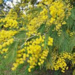 Invasive plant... Should we be afraid of mimosa?
