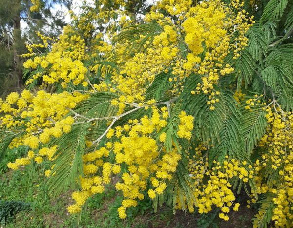 Invasive plant... Should we be afraid of wattle?