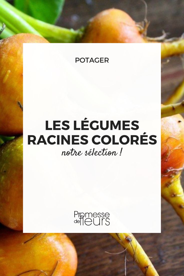 Colourful root vegetables beetroot