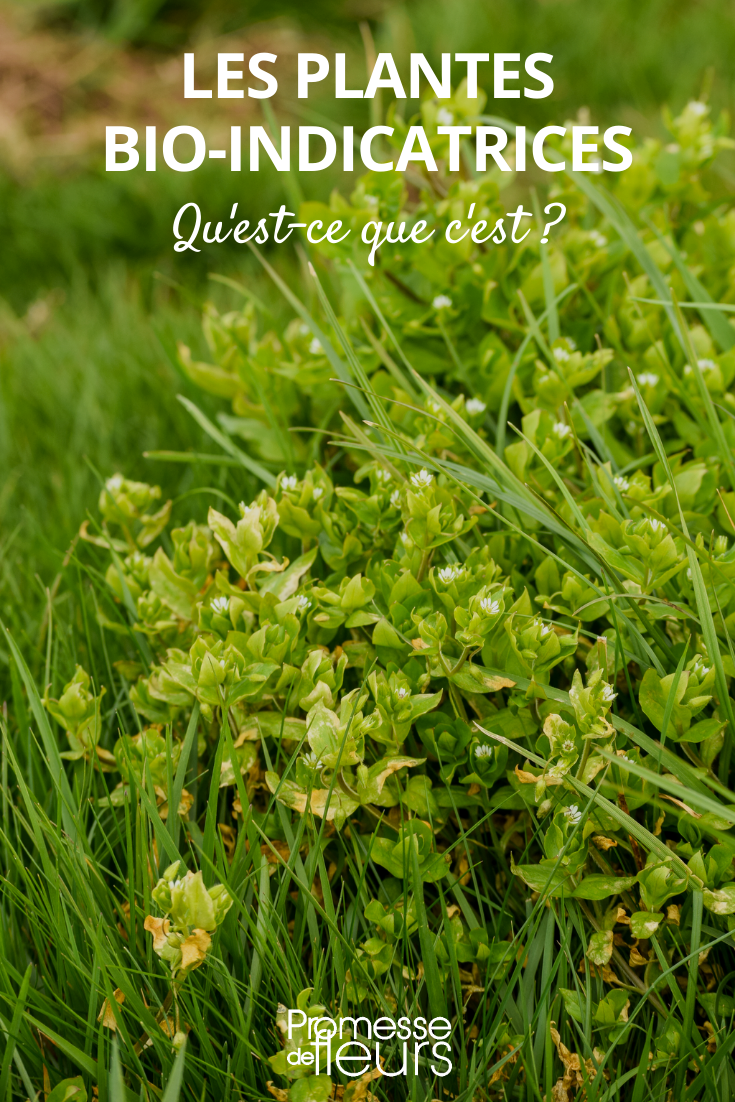 Bio-indicator plants, what are they? Chickweed