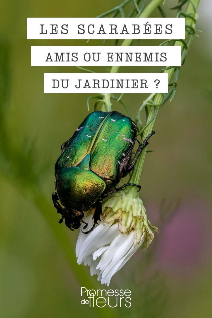 The different beetles in the garden