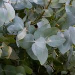 Diseases and pests of Eucalyptus