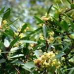 Tasmanian Pepper: Cultivation and Care in the Ground or in Pots