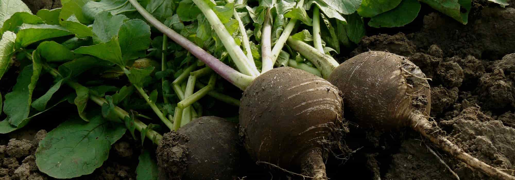 How to successfully grow black radish?