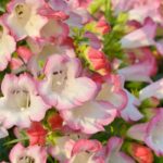 Associating Penstemons