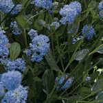 5 Ceanothus to grow in pots