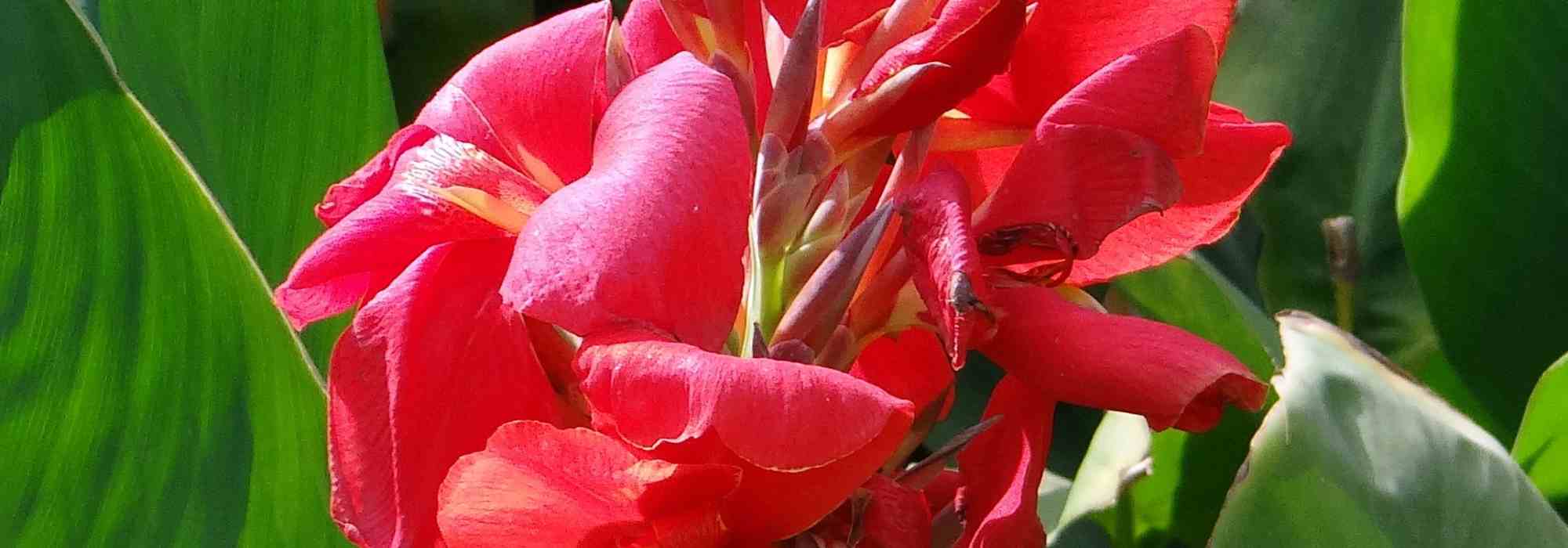 Growing a canna in a pot