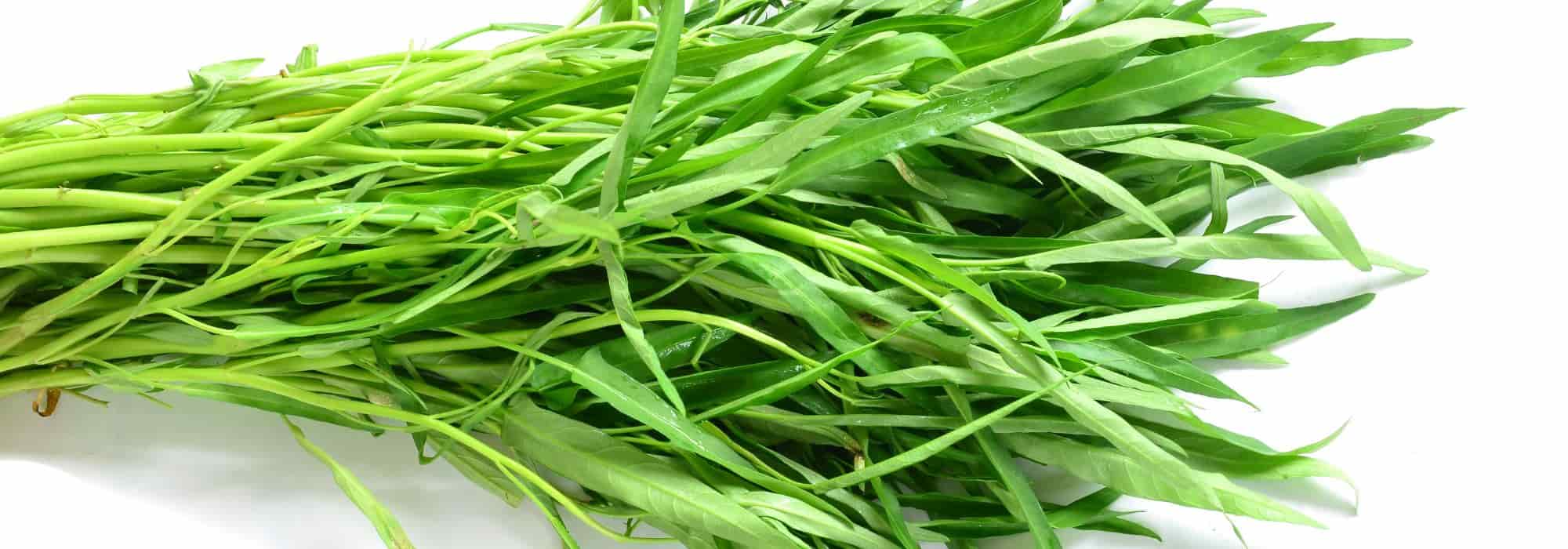 Growing aquatic spinach