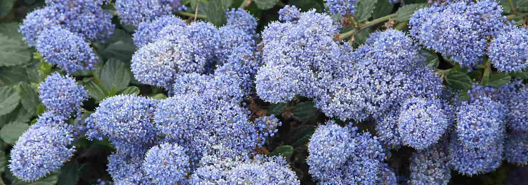 6 decorative-leaved ceanothus