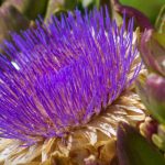 Foodscaping: How to create an edible garden?