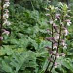 How to get rid of an invasive acanthus?