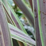 5 variegated cordylines