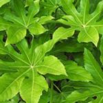 7 Ideas for Pairing Fatsia