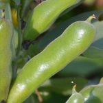 Succeeding in Growing Broad Beans
