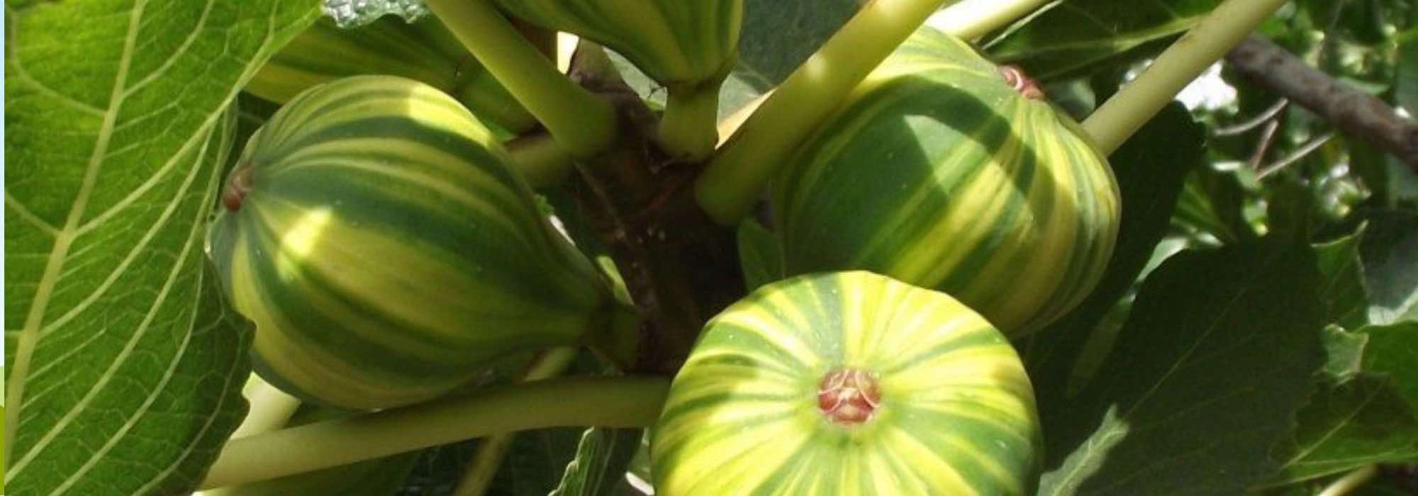 5 fruit trees for seaside gardens or balconies