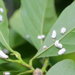 Diseases and Pests of Magnolia