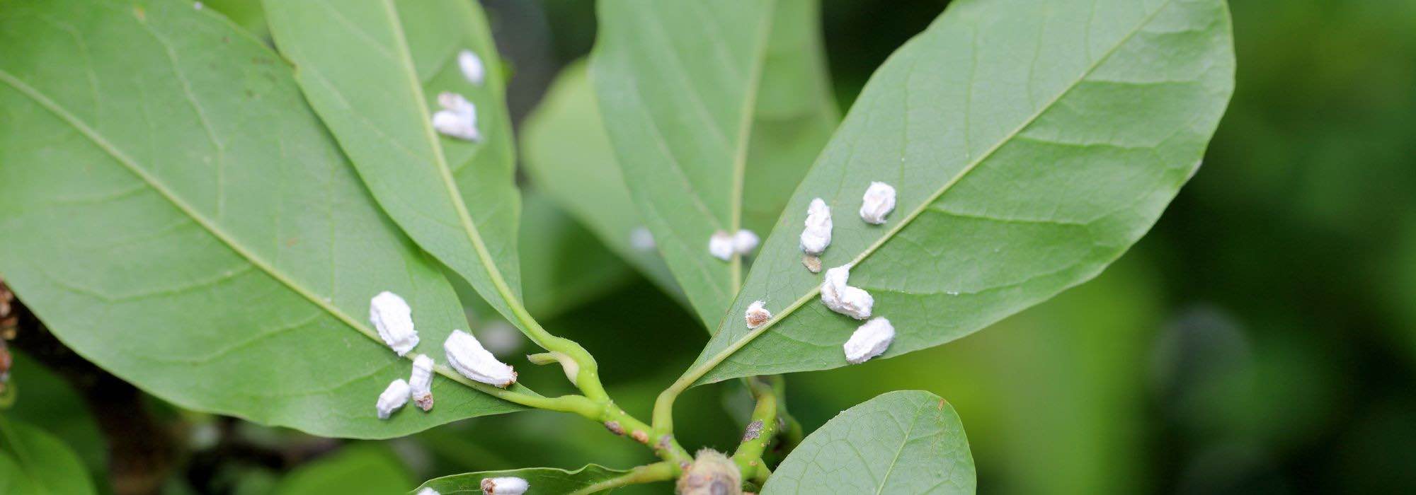 Diseases and Pests of Magnolia