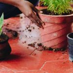 How to repot a houseplant?