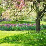 Warning: Do not prune these plants in spring.