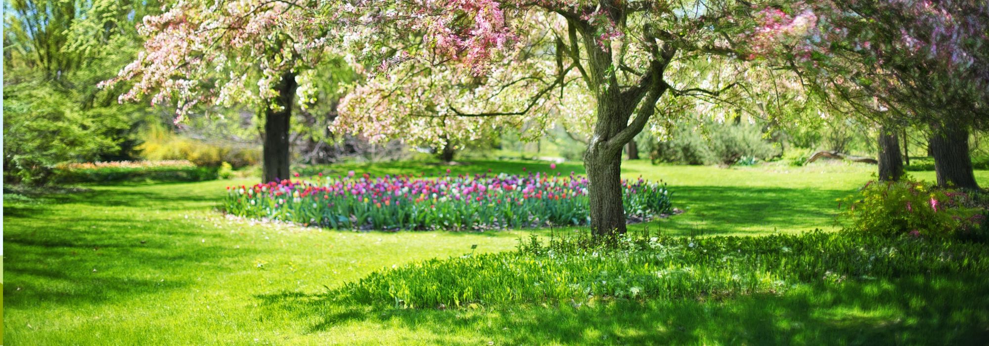 Warning: Do not prune these plants in spring.