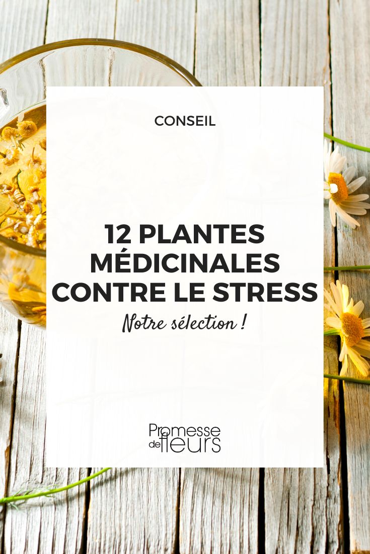 12 medicinal plants to combat stress plants to fight stress