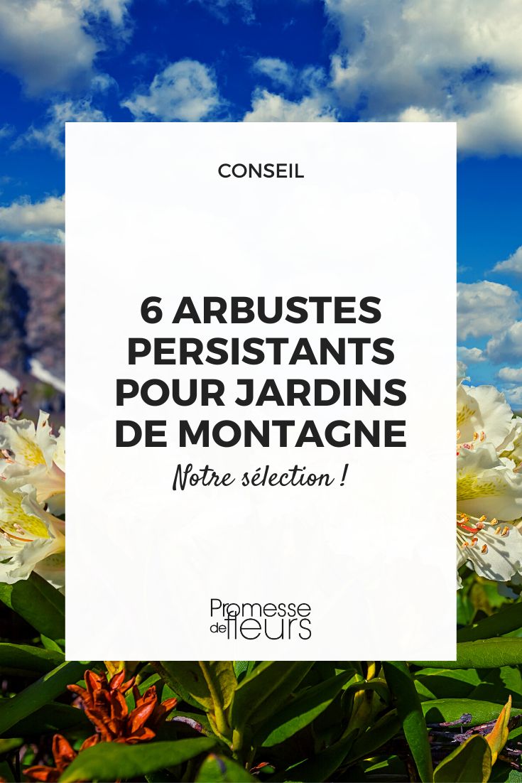 6 evergreen bushes to adopt in a mountain garden Rhododendron bushes are evergreen in mountain climates.