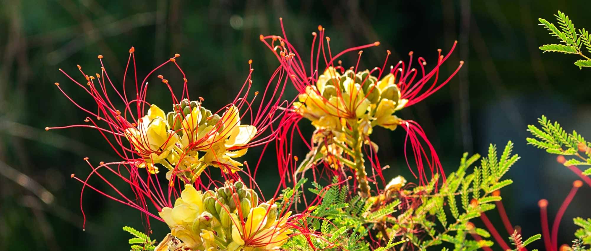 6 ideas for pairing Caesalpinia gilliesii