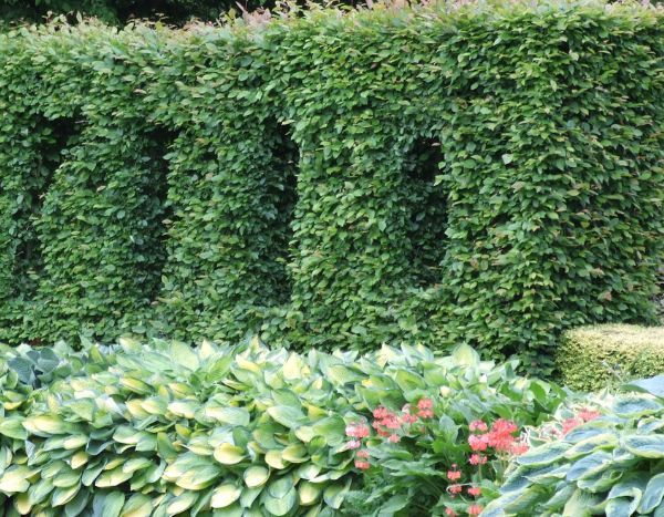 How to plant at the base of a hedge?