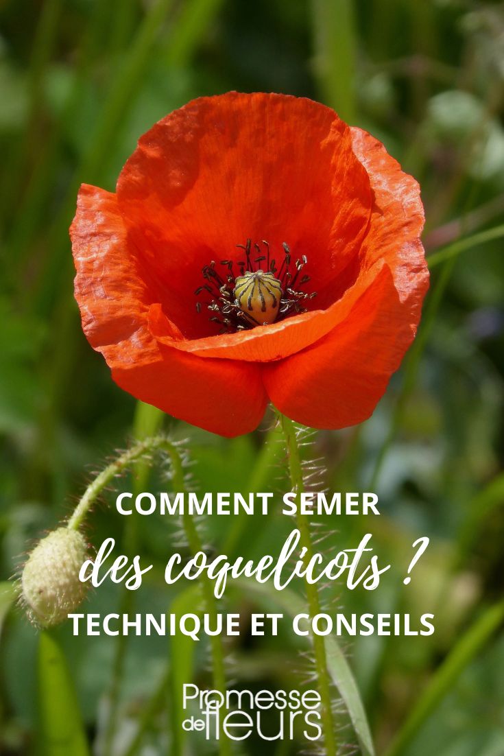 Poppy sowing