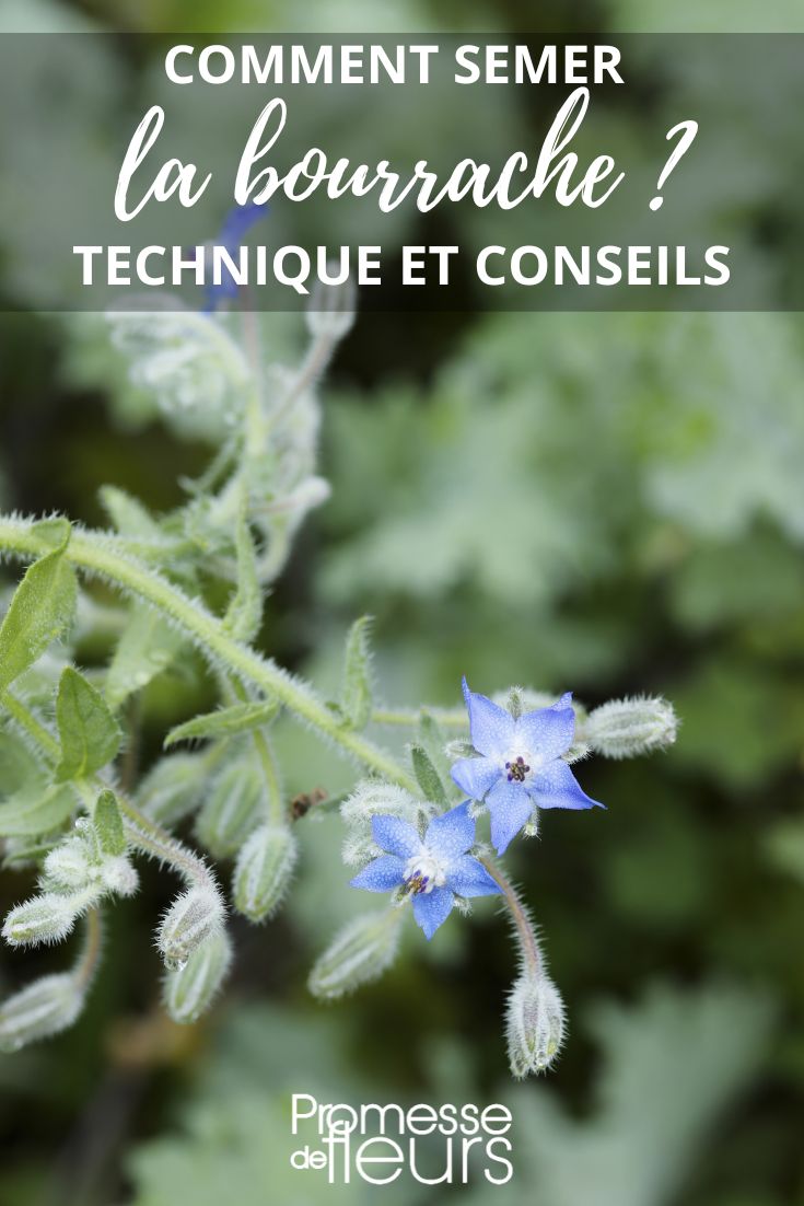 sowing borage