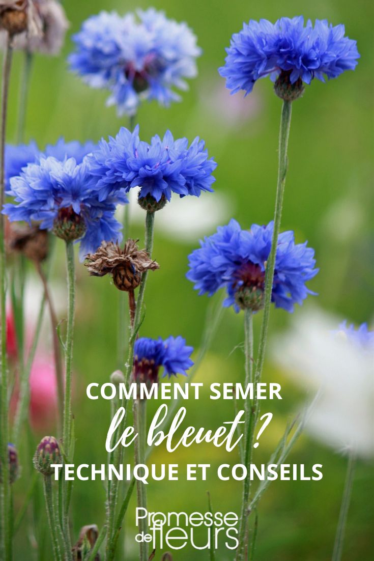 sowing blueberries