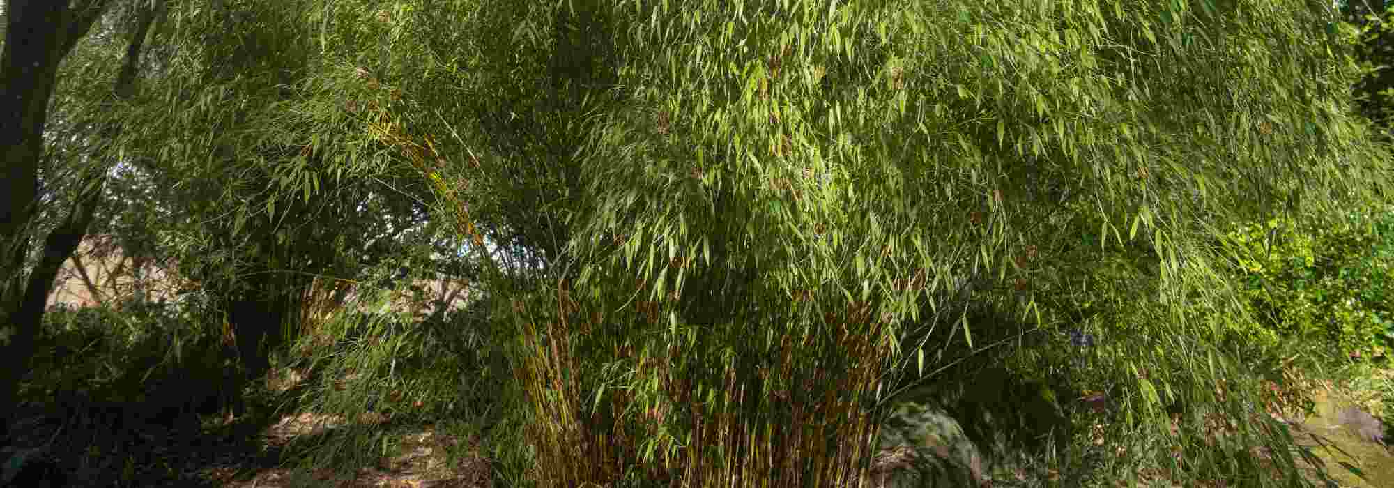 Fargesia: the most beautiful varieties