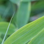 Which Fargesia for a hedge?