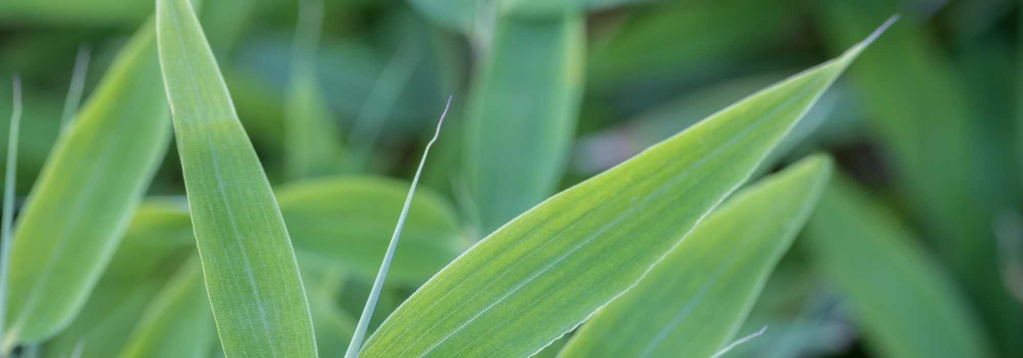 Which Fargesia for a hedge?