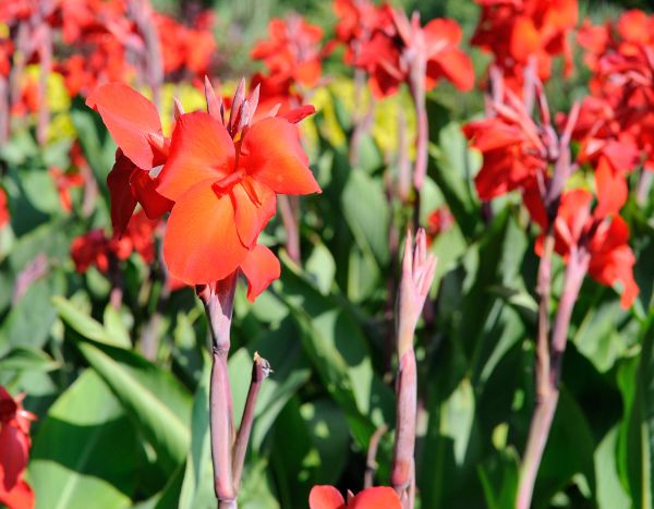 How to propagate cannas?