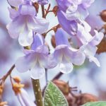 Paulownia: The Tree of the Future and an Asset for Permaculture?