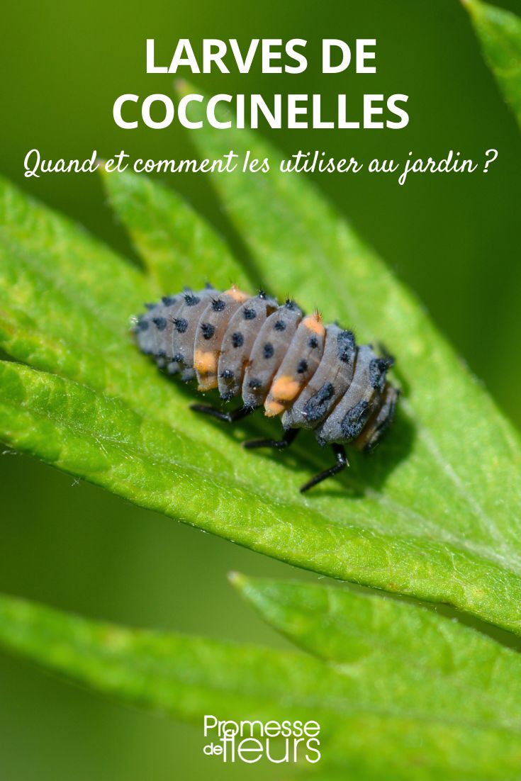 Ladybug Larvae: When and How to Use Them in the Garden ladybug larva