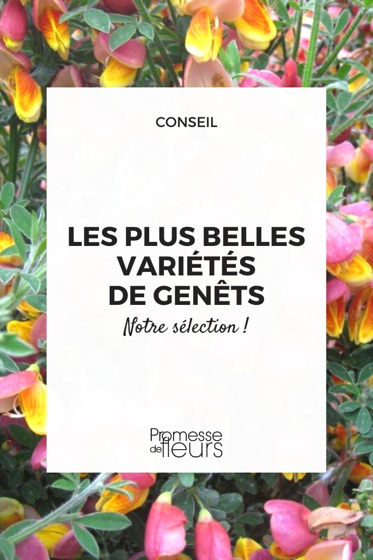The most beautiful varieties of brooms or Cytisus