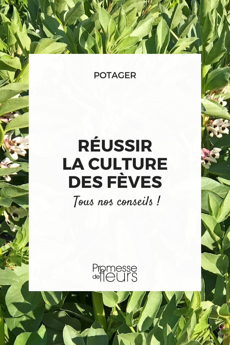 Growing Broad Beans Successfully grow and sow broad beans