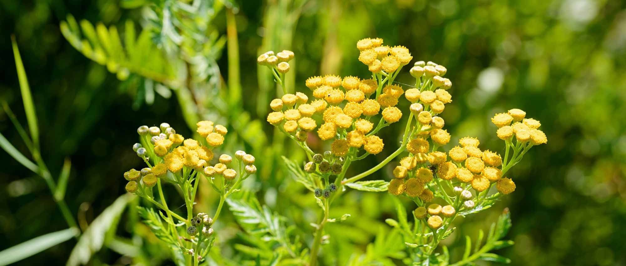 Tansy and its medicinal properties
