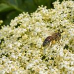 Elderflower fritter recipe