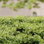 How to hide from the neighbours on a budget?